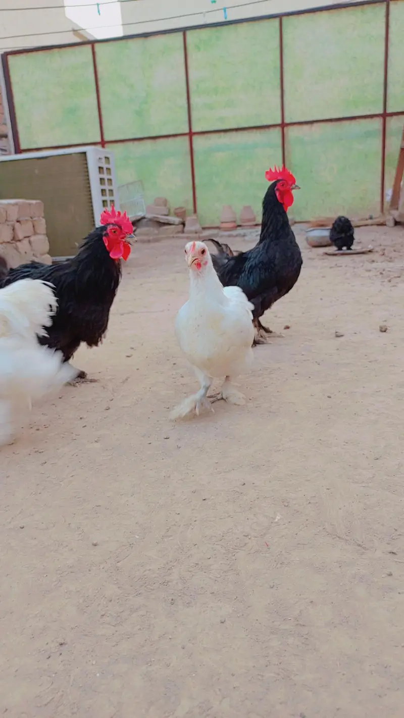 bantam pair black and white egg be dye rahe hain — photo 5