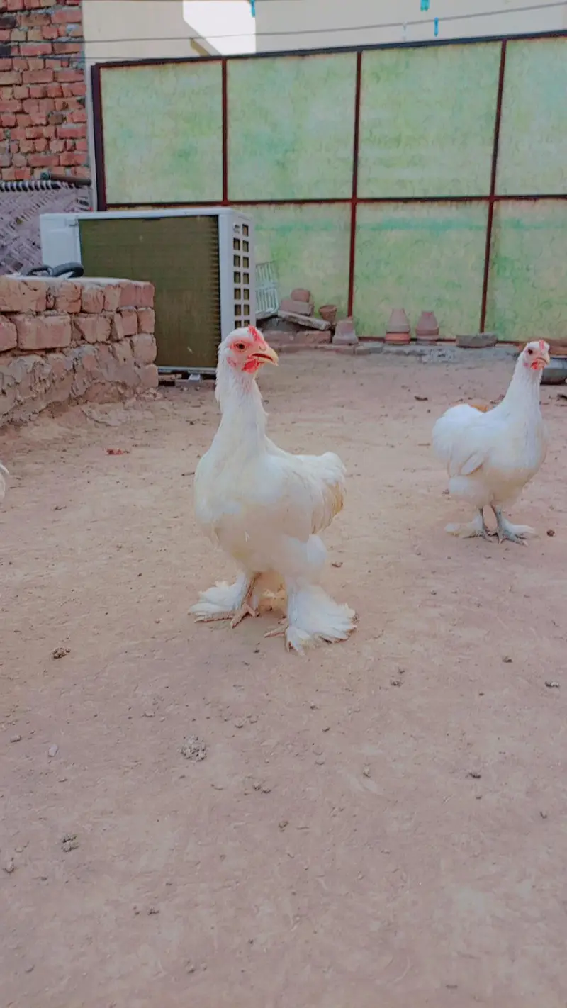 bantam pair black and white egg be dye rahe hain — photo 6