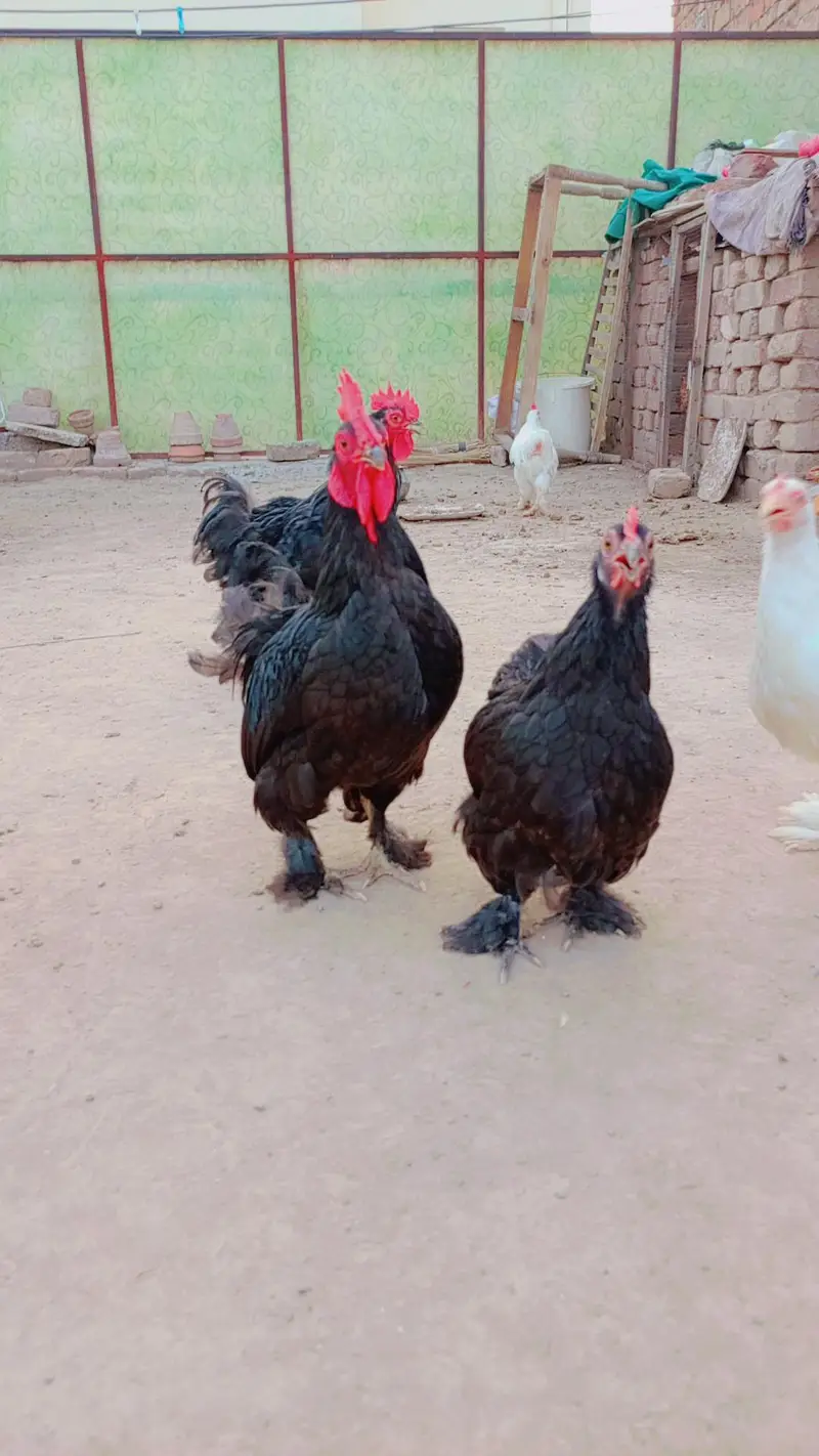bantam pair black and white egg be dye rahe hain — photo 7
