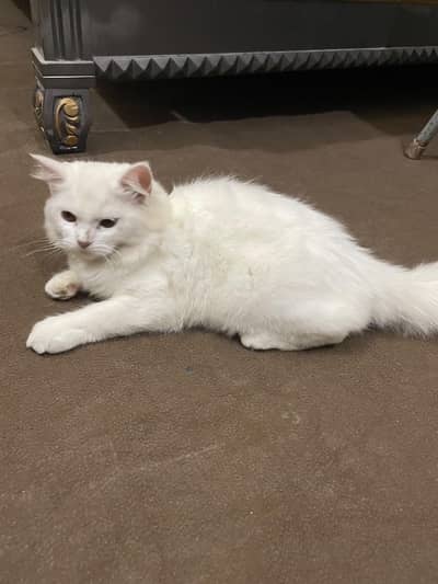 Cute Person cat