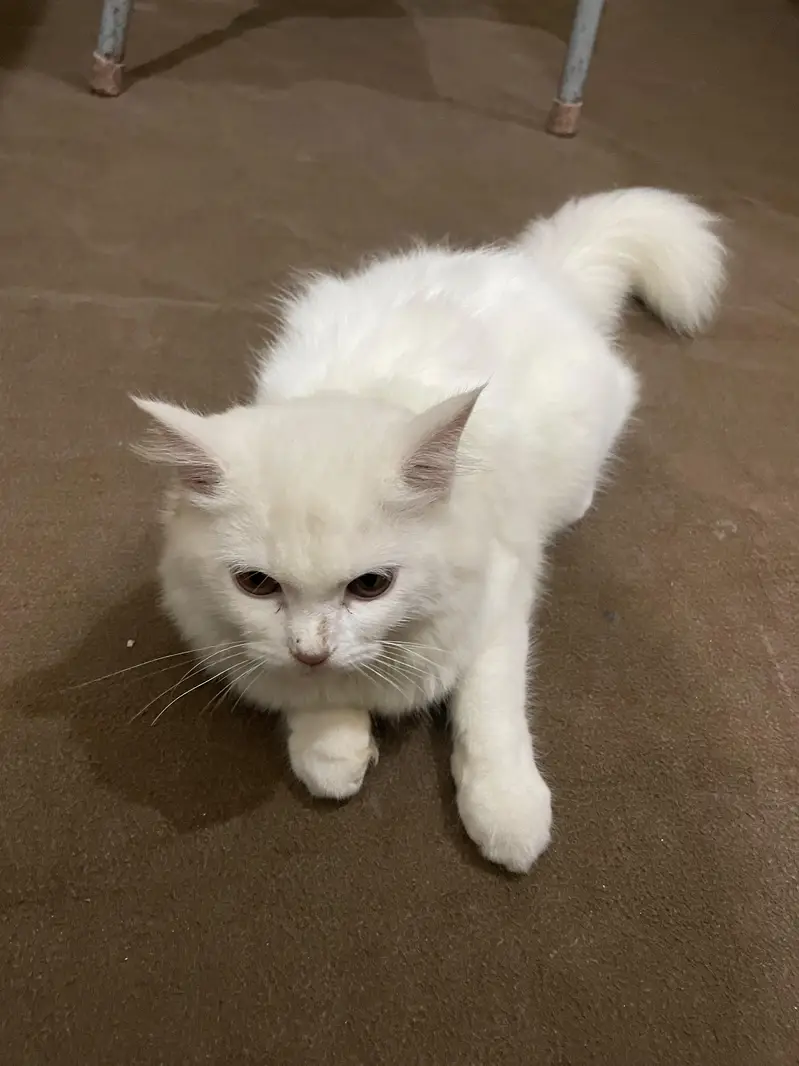 Cute Person cat — photo 2