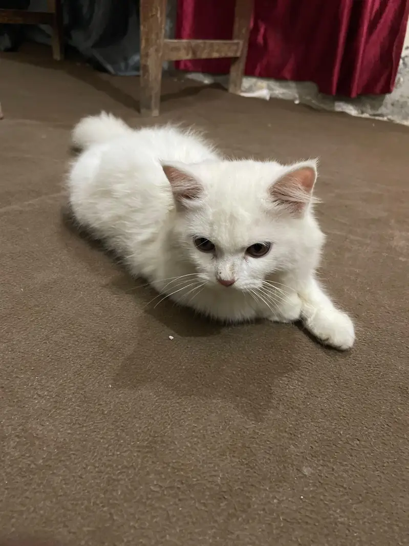 Cute Person cat — photo 3