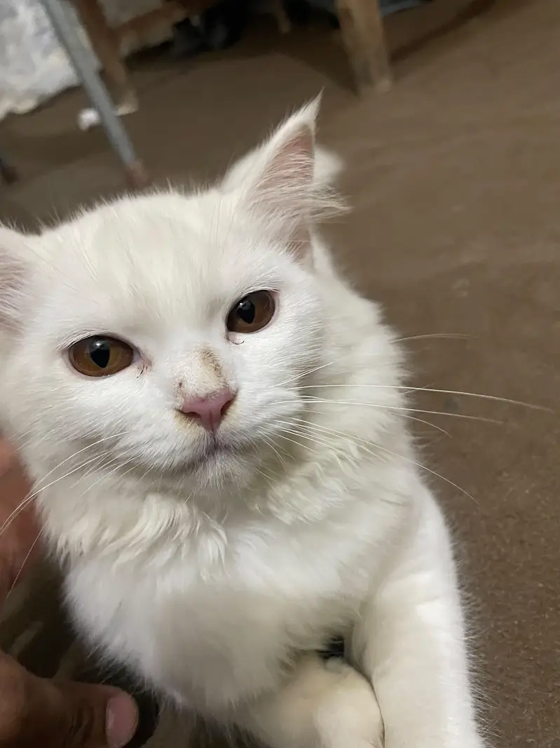 Cute Person cat — photo 4