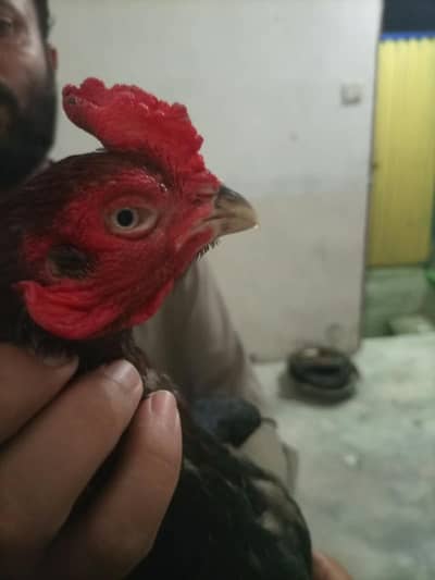 LAKHA ASEEL