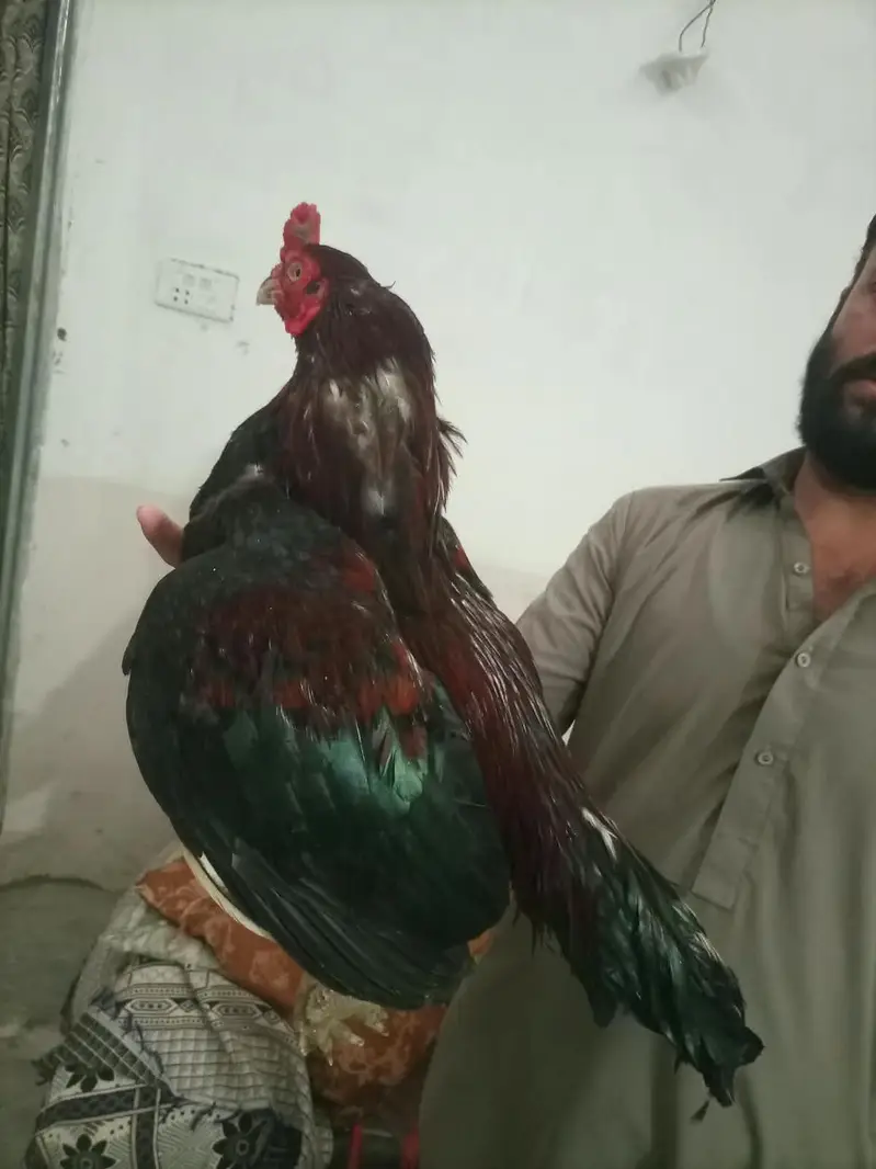 LAKHA ASEEL — photo 2