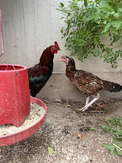 Aseel and desi pair