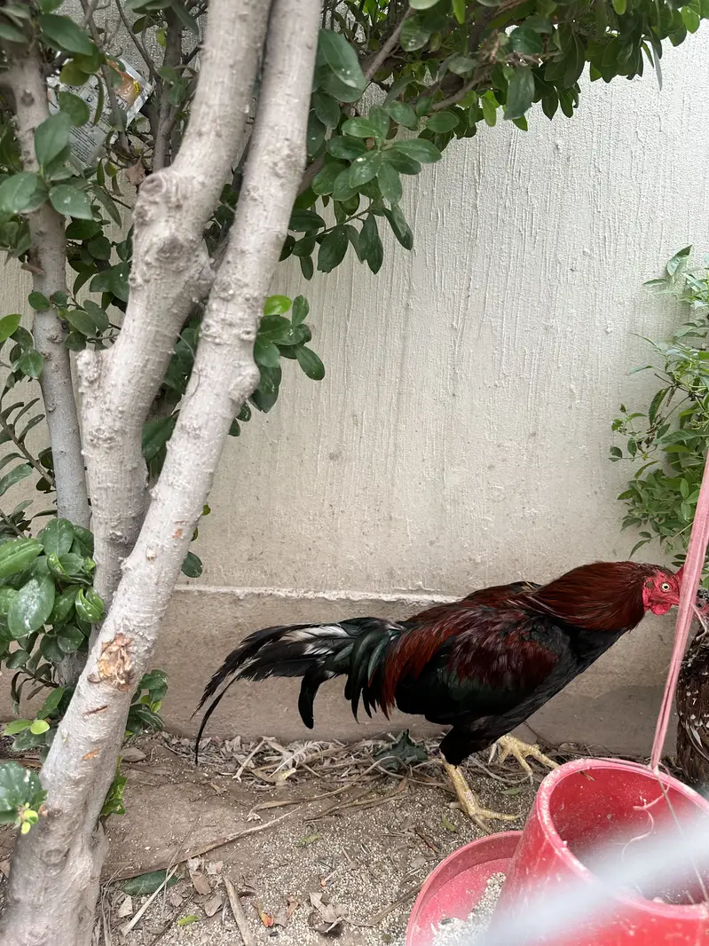 Aseel and desi pair — photo 3
