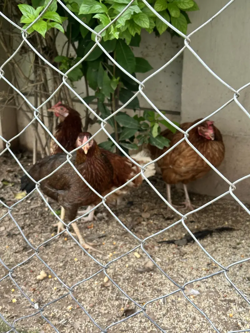 Aseel and desi pair — photo 4