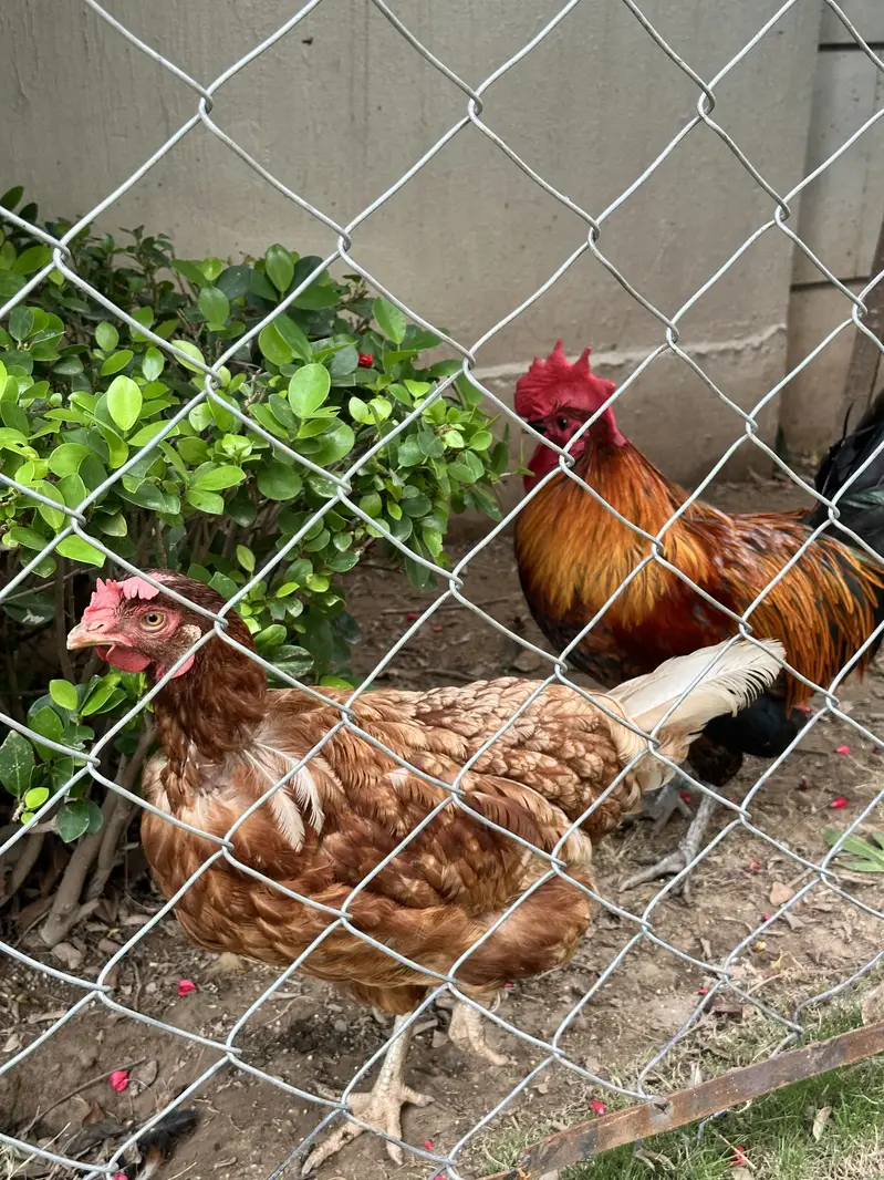 Aseel and desi pair — photo 7