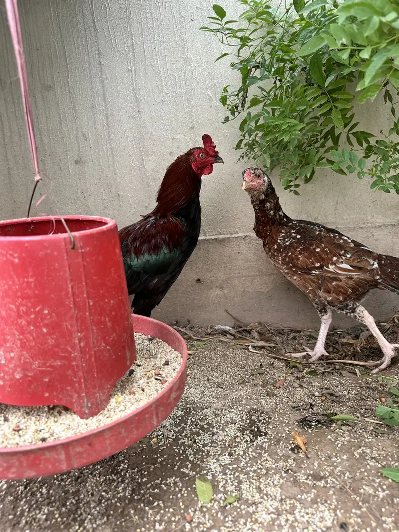 Aseel and desi pair — photo 9