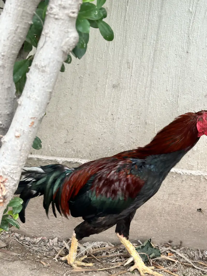 Aseel and desi pair — photo 11