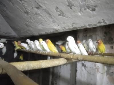 Lovebirds Colony & Cages Available