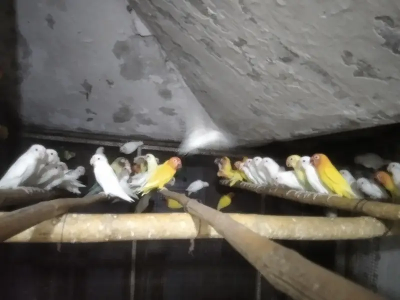 Lovebirds Colony & Cages Available — photo 2