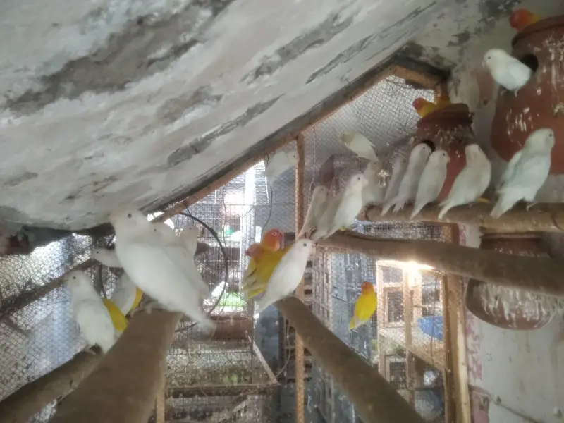 Lovebirds Colony & Cages Available — photo 3