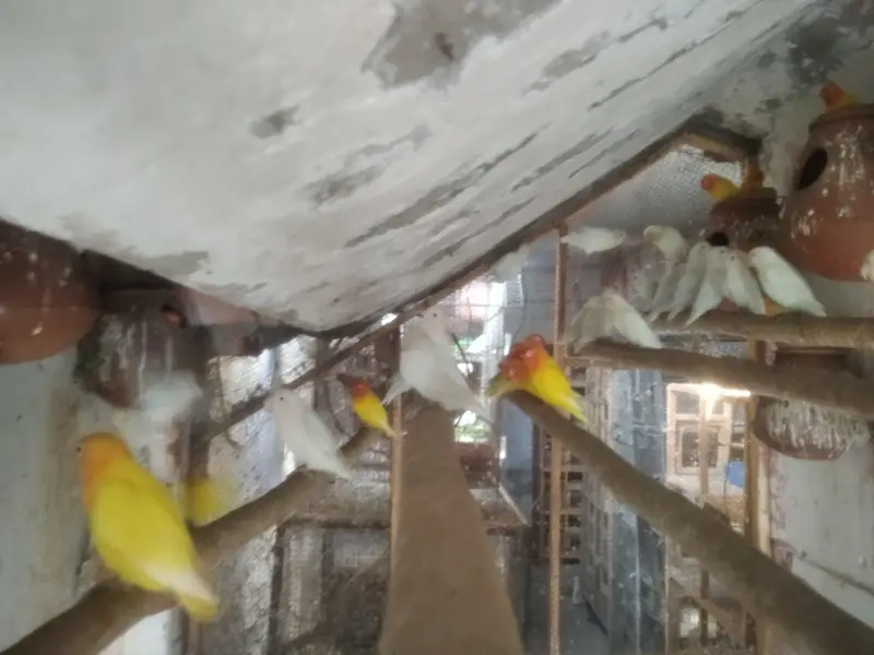 Lovebirds Colony & Cages Available — photo 4