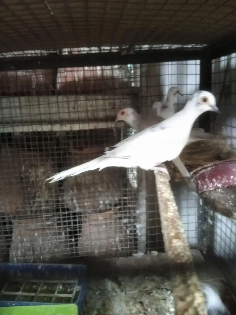 Lovebirds Colony & Cages Available — photo 5