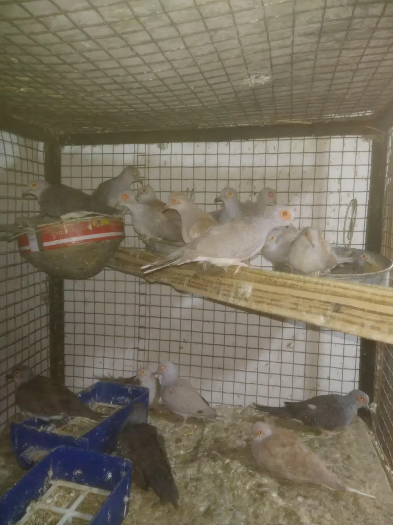 Lovebirds Colony & Cages Available — photo 6