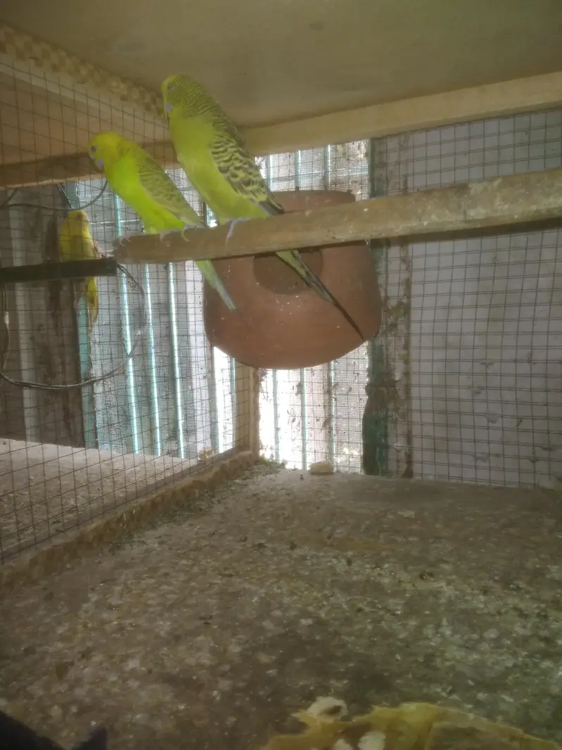Lovebirds Colony & Cages Available — photo 7