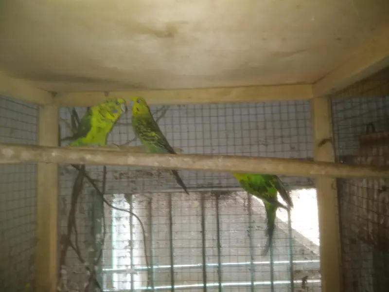 Lovebirds Colony & Cages Available — photo 8