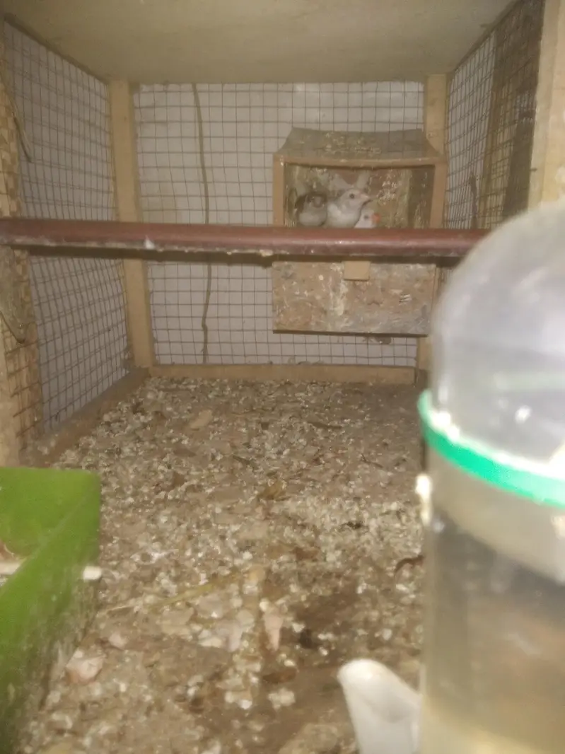 Lovebirds Colony & Cages Available — photo 9