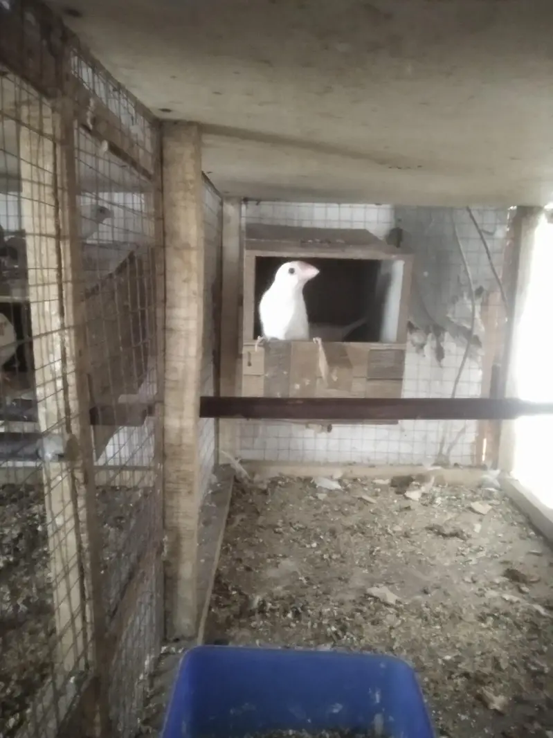 Lovebirds Colony & Cages Available — photo 10