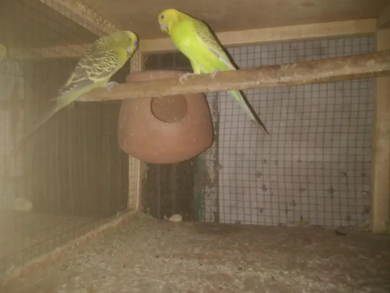 Lovebirds Colony & Cages Available — photo 11