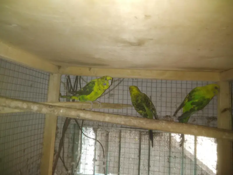 Lovebirds Colony & Cages Available — photo 12