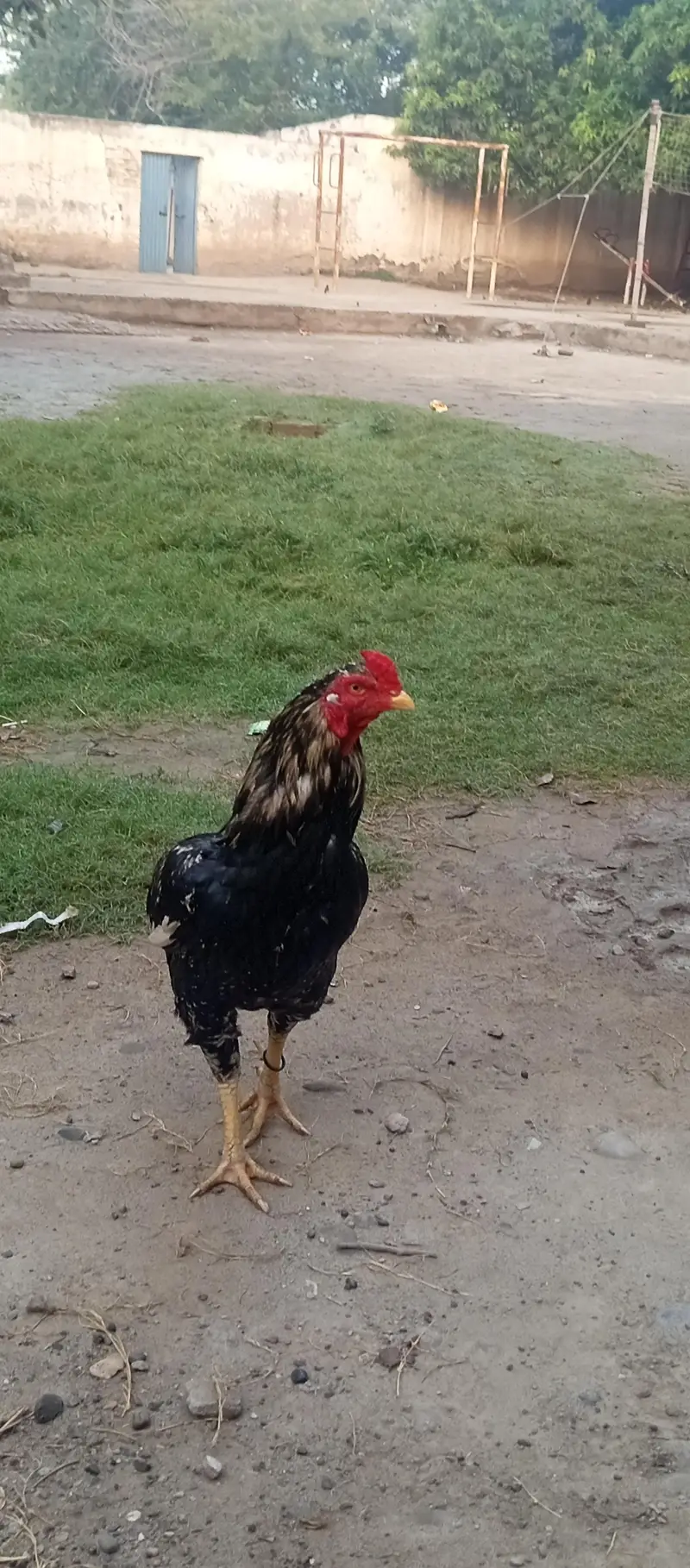 aseel lasani — photo 6