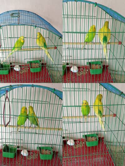 Healthy Australian Budgies  Pairs Available in Different C