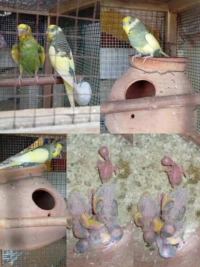 Healthy Australian Budgies  Pairs Available in Different C