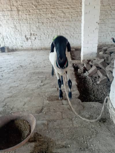 sheep 03281915838