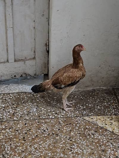 Aseel Hen for sale