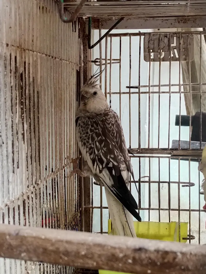 5 pec ha sale krna ha 03010445149 par pec 3000 huzar — photo 2
