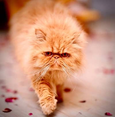 Male Piki Cat Available for Stud & Breeding