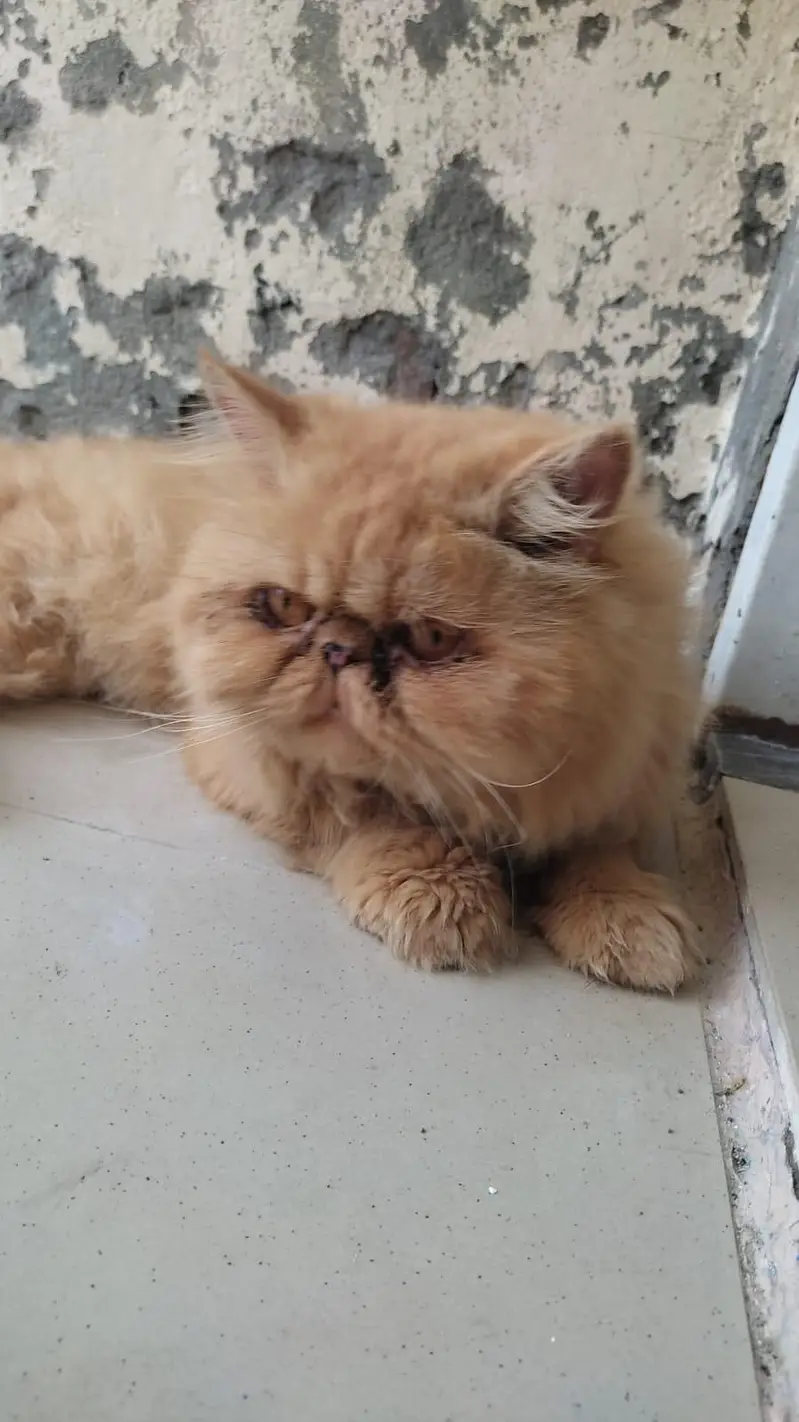 Male Piki Cat Available for Stud & Breeding — photo 2