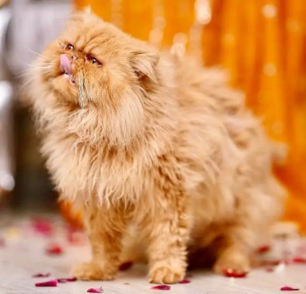 Male Piki Cat Available for Stud & Breeding — photo 3