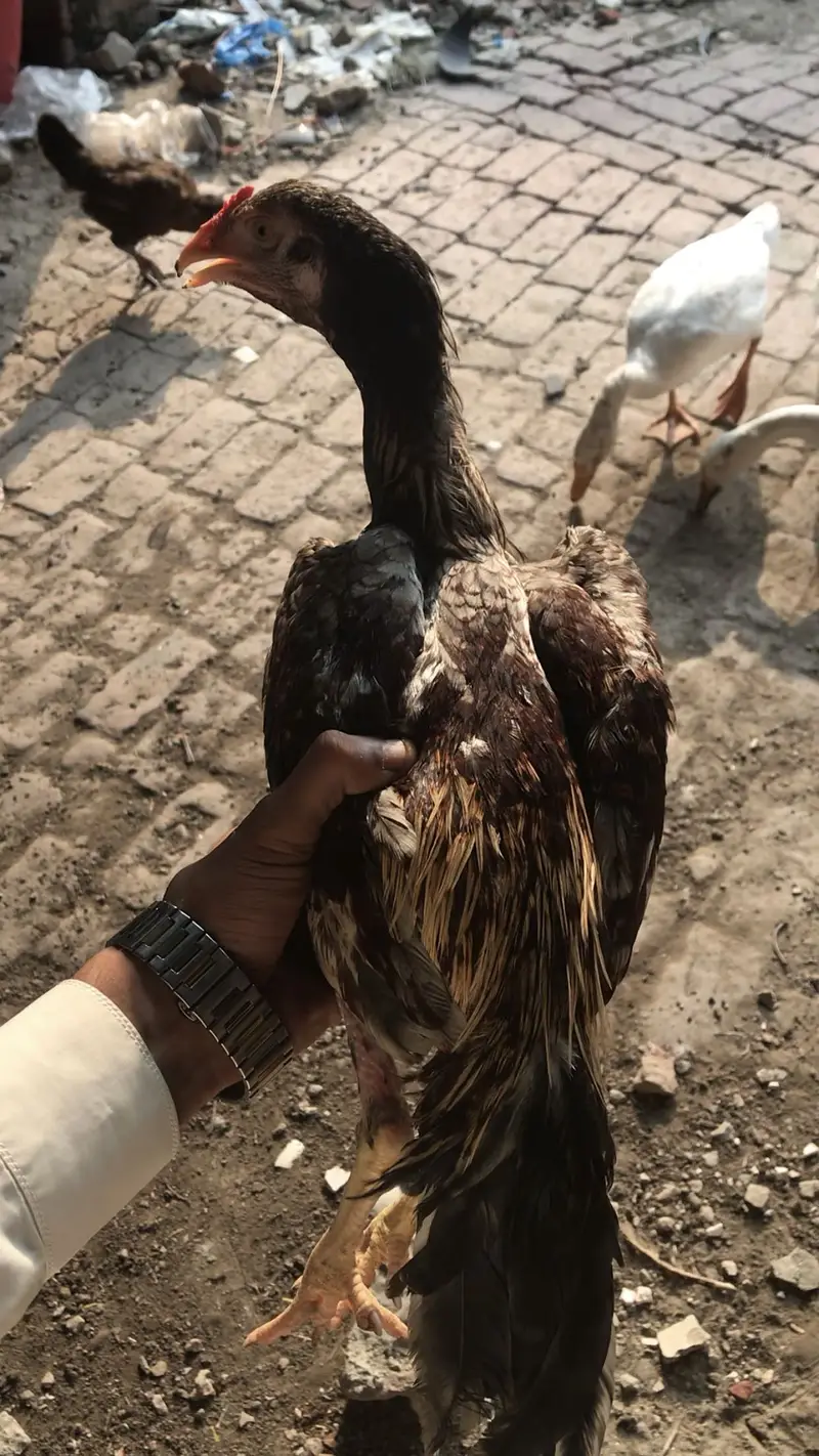 Aseel Shamo crooss mian Wali madi k sath saleta color bhi h — photo 3