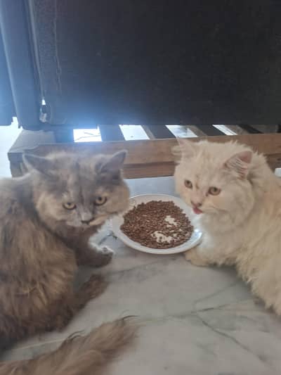 aoa my cats for sale