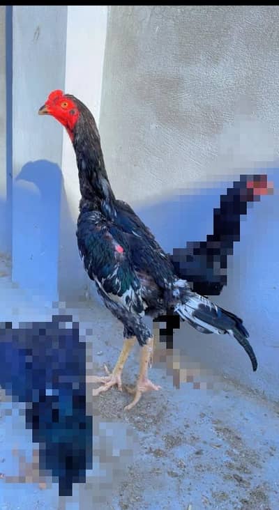 Shamo