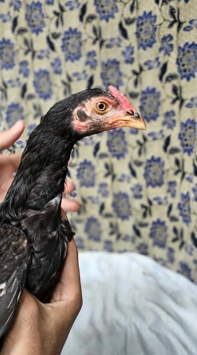 black mushka amroha blood line achi quality ma hy