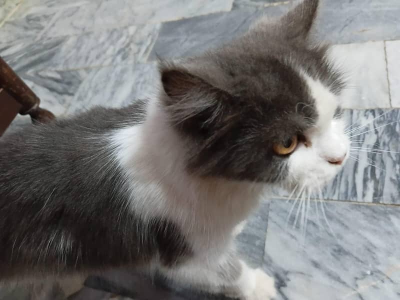 Persian cat 0