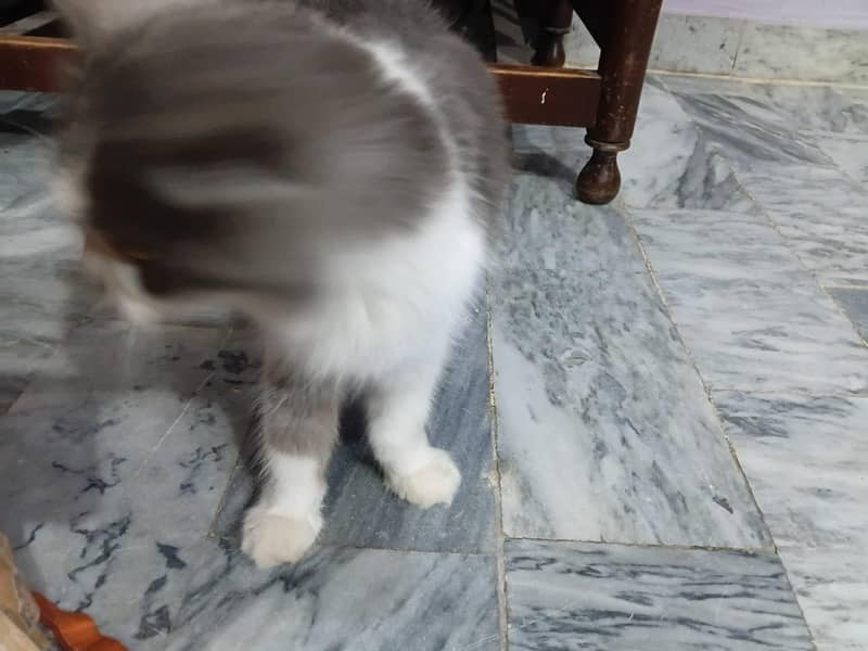 Persian cat 1