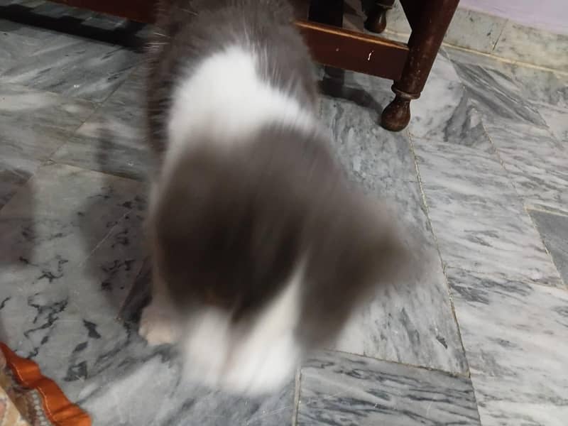 Persian cat 2