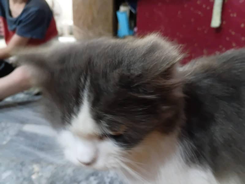 Persian cat 3