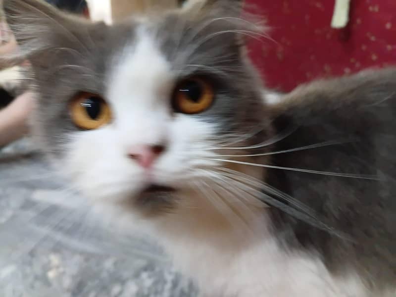 Persian cat 4