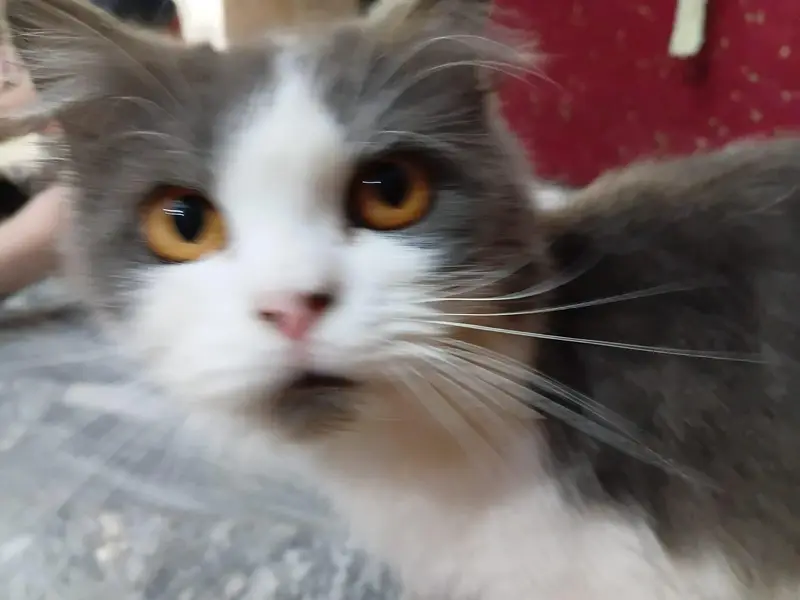Persian cat — photo 5