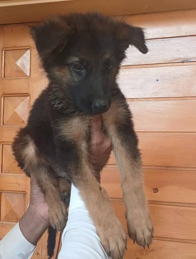 German shepherd heavy bone male puppy