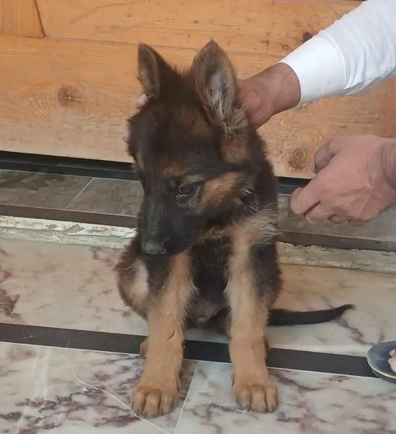 German shepherd heavy bone male puppy — photo 2