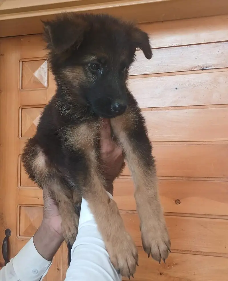 German shepherd heavy bone male puppy — photo 3