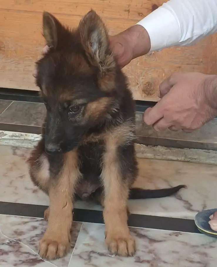 German shepherd heavy bone male puppy — photo 4